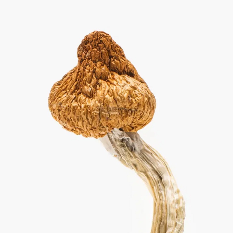 origin-mushroom-clud-walker-11-cap