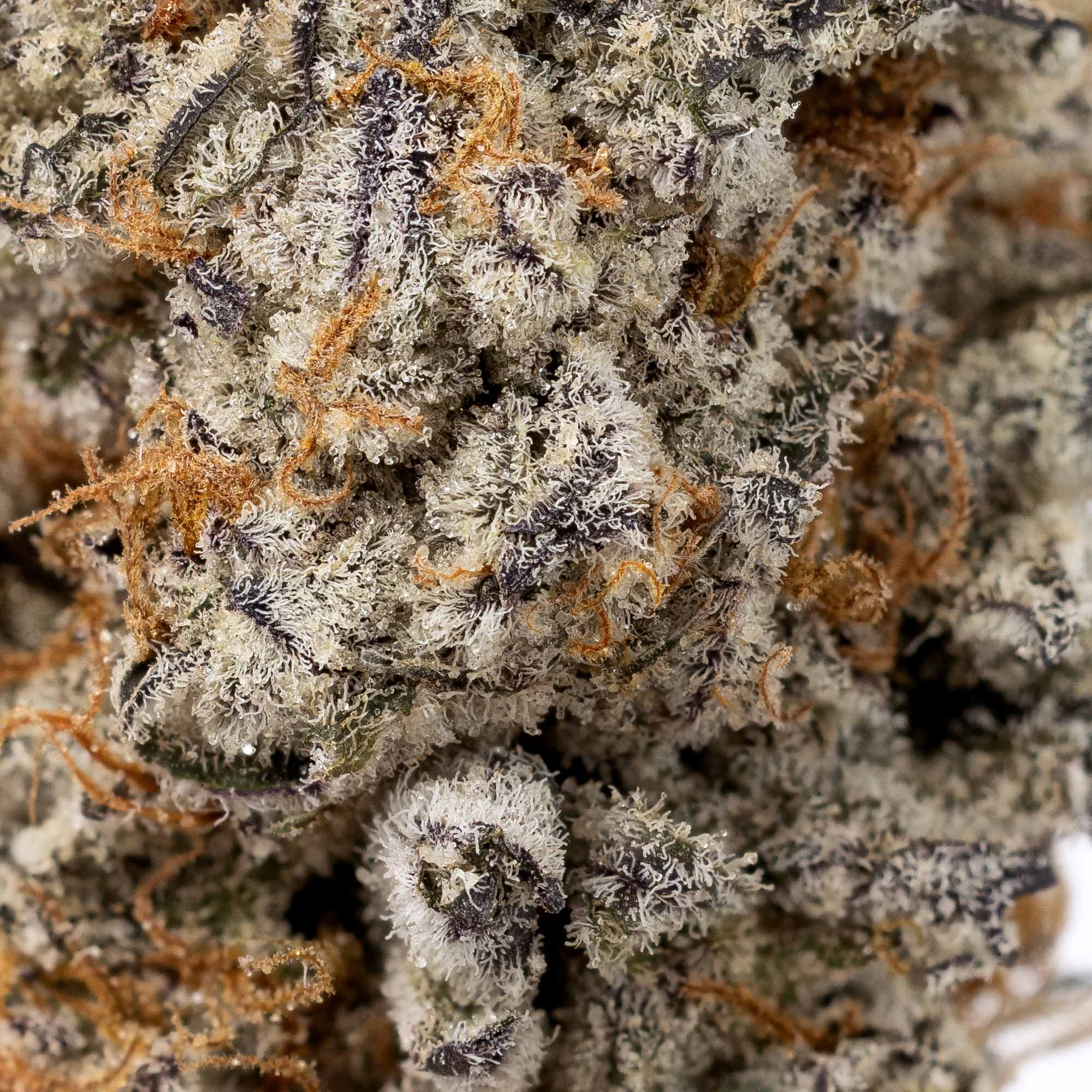 devil-driver-06-01-26-macro